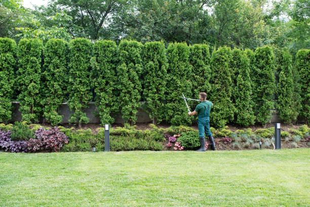 Redan, GA Tree Removal Company