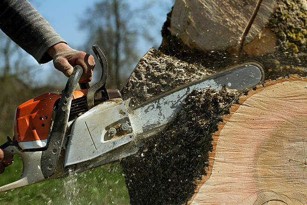 Best Arborist Consultation Services  in Redan, GA